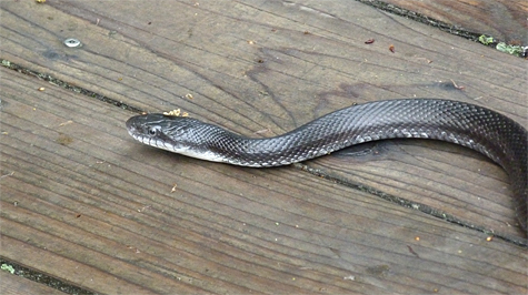 The snake intended to cross, rather than go under, the boardwalk, and it did.