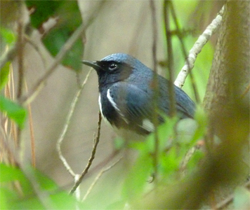 Black-throated Blue Warblers nest further north as well as in our moutains to the west.