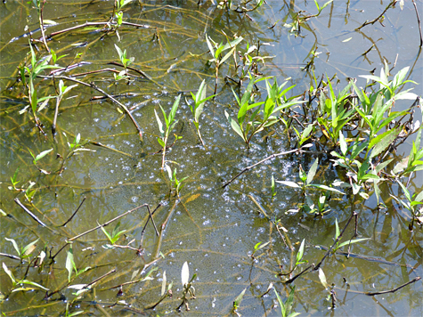 Can you see the bullfrog eggs in the water?