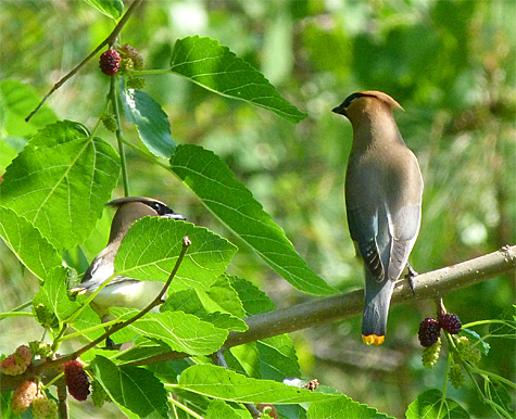 I think the waxwing on the right has its eye on a good one.