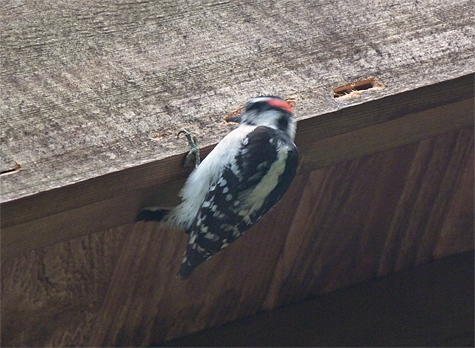 There was obviously something inside that board that the woodpecker wanted.