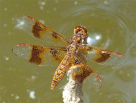 Eastern Amberwing (female).
