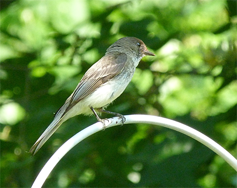 A flycatcher by trade, this Eastern Phoebe came in and actually picked and ate one of the berries