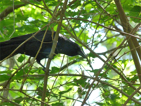 I thought this Fish crow up to no good when I first spied it on the Dino Trail, they're known to rob nest of eggs/young.