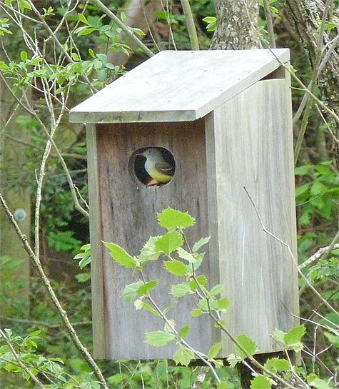 This great-crested insoects one of our duck nest boxes for suitability (these myarchis flycatchers are cavity nesters.