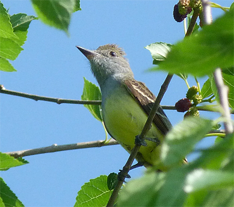 A Great-crested Flycatcher could not hold back its curiosity. I didn't see this bird partake of the fruit.