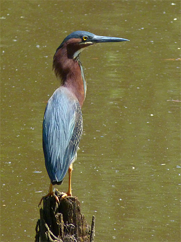 The back of this Green heron sure looks blue to me?!