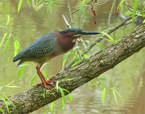 This male Green Heron is on station in the Wetlands. 