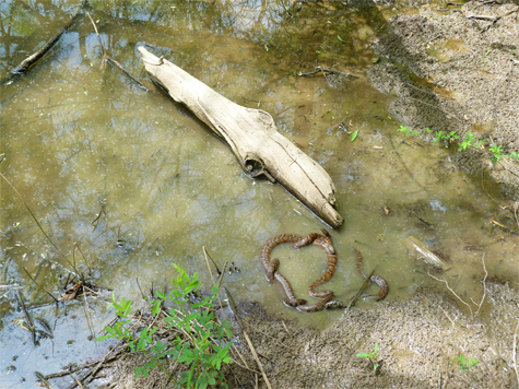 Three snakes at the bottom right of the log.