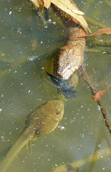 It doesn't seem as though this going to end well for this very large bullfrog tadpole.