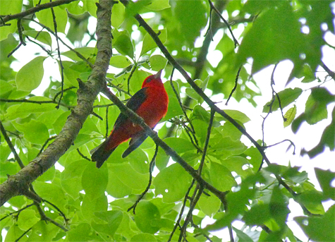 Just passing through, this Scarlet tanager searches for food in the canopy.