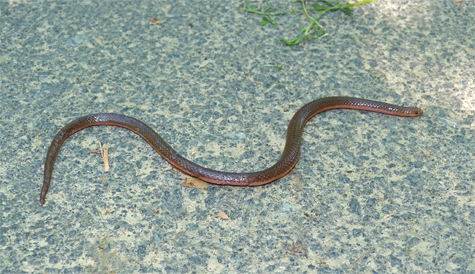 Not often seen out in the open, a Worm Snake slides across the path in Catch the Wind (about 11"in length).
