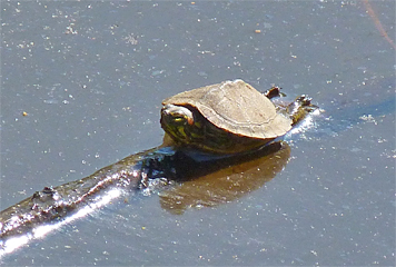 With front legs tucked in and hind legs fully extend this little guy soaks up the sun in the Wetlands.