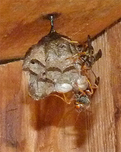 A paper wasp nest was hanging from the ceiling of the Sail Boat Pond nest box (6/24/14).
