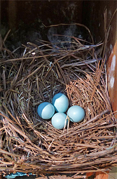Still four unhatched eggs at the Cow Pasture and Bungee nests (6/17/14).