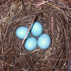 These eggs will probably hatch by next week's inspection of the nest box (6/10/14).