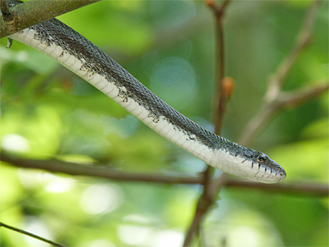 A Black Rat Snake winds its way through the trees.