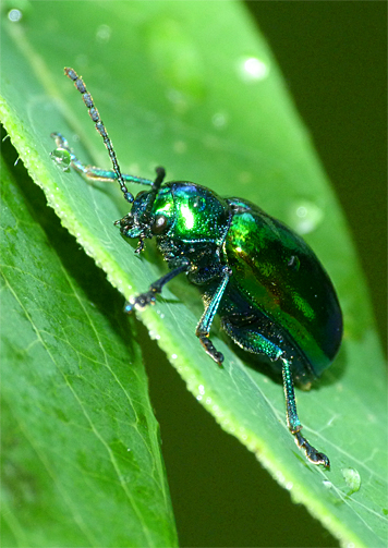 Dogbane Leaf Beetle (6/27/14).