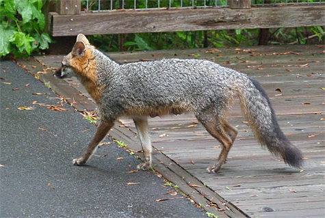Gray fox mom strolls past me on the Wetlands Overlook.