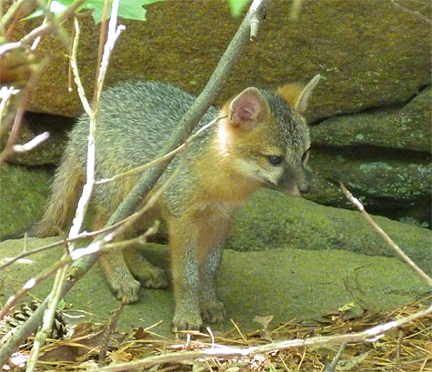 A fox pup looks for its den mates (6/7/14).