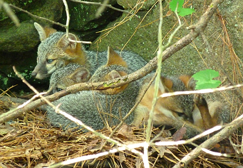 Four of about six fox pups rest atop a boulder just off the boardwalk in Explore the Wild (6/13/14).