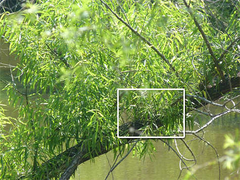 In this view from the opposite side of the tree, the nest is in the center of the rectangle (6/17/14).