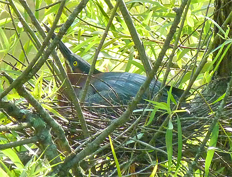 A green heron sitting on the WO nest (6/20/14).