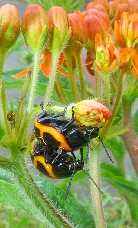 It looks as though the female is enjoying a snack of butterfly weed flower while the male has other ideas.