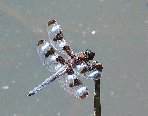 Male Twelve-spotted Skimmer (6/5/14). 