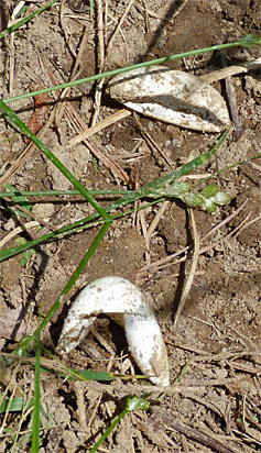 Turtle egg shells dug up by hungry fox.