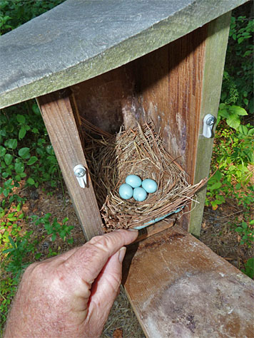 Four eggs for the Amphimeadow bluebirds (7/8/14).