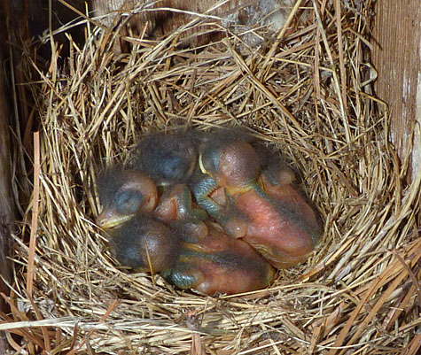 Four bluebird nestlings snooze away the day inside the Butterfly House nest (7/8/14).