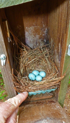 The Amphimeadow nest with it four bluebird eggs (7/15/14).