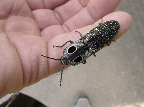 Eyed Click Beetle (Alaus oculatus). Don't let the big "eyes" scare you, it's a smokescreen. Pick this large (about 35 or 40 mm) beetle up and it will play dead, then click and pop into the air, it's a click beetle
