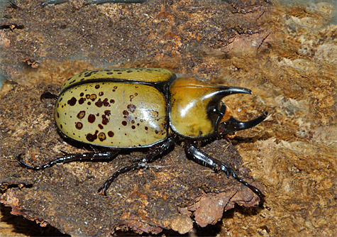 Hercules Beetle (Dynastes tityus). Search for these hefty beetles (40 - 60 mm) near deciduous woodlands with rotting logs on forest floor.