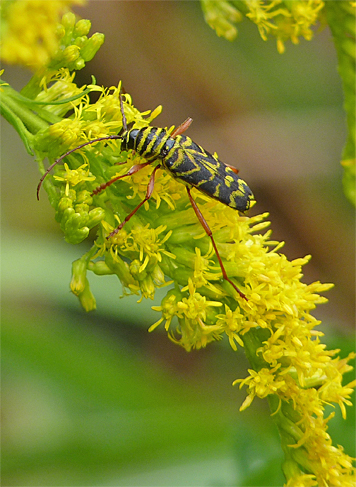 Locust Borer (Megacyllene robiniae). Find these yellow and black patterned beetle on goldenrod late in the season. It helps if your near locust trees.