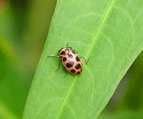 Pink, or, Twelve-spotted Lady Beetle (Coleomegilla maculata). Search for them in areas where aphids are plenty.