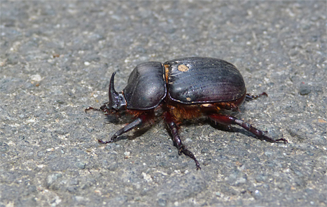 Rhinoceros Beetle (Xylryctes jamaicensis). Probably best to locate them on ground in areas where lights have been left on all night (like a gas station) in a wooded area.