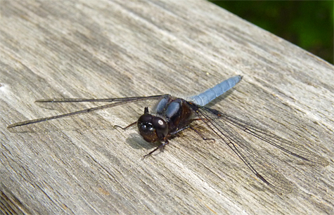 Blue corporal (Ladona deplanata). An early season dragonfly found around ponds and lakes and slow moving rivers.