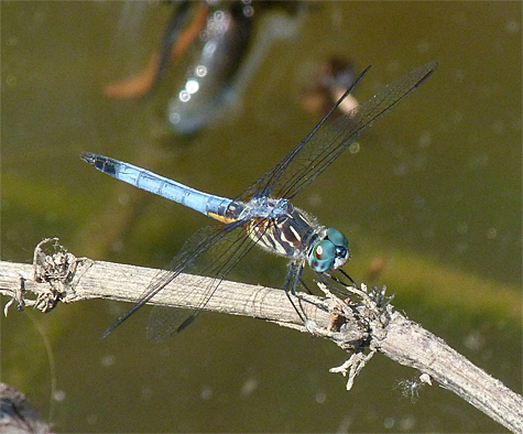 Blue dasher (Pachidiplax longipennis). If you haven't seen one of these small odes, you haven't been looking. They are common just about anywhere there's water.