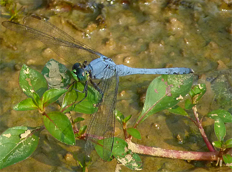 Eastern pondhawk (Erythemis simplicicollis). A common skimmer found at most ponds, often away from the water. This is a male.