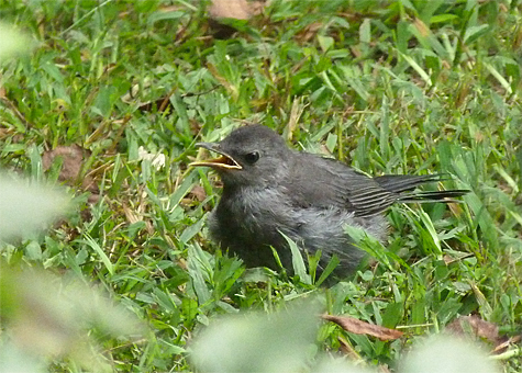 This gray catbird waits in the grass for instruction from its parent.