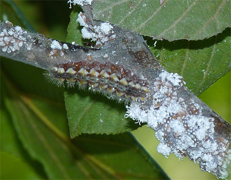 Another caterpillar feasting on aphids. This individual is about 15 - 18 mm long (8/26/14).