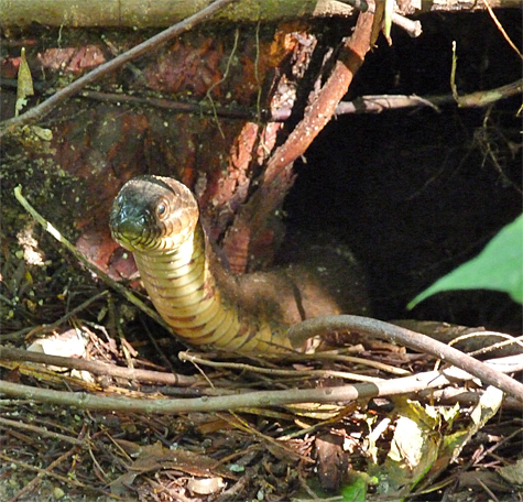 A northern water snake pops up for a view of the surrounding area.