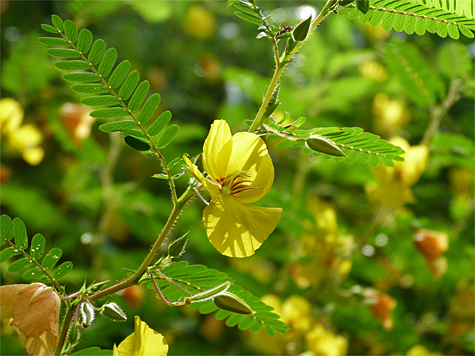 Partridge pea waiting for sulphur butterflies to come along.