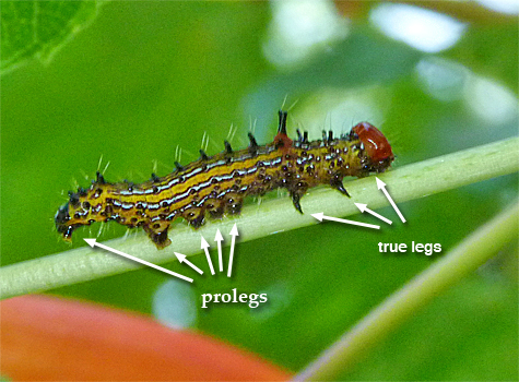 Red-humped caterpillar with five pairs of prolegs.