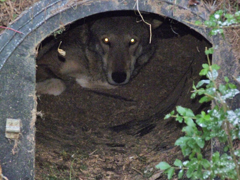 It's the male Red Wolf in his den!