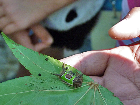 Entomologist Leon (BFH) explains to summer campers why you should not pick up one of these saddleback caterpillars.