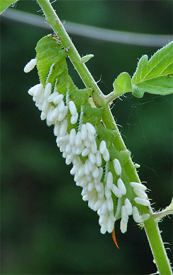 Tobacco hornworm with wasp pupae hanging from its green skin.