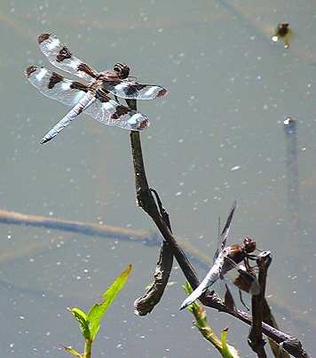 Twelve-spotted skimmer (Libellula pulchella) and Common whitetail (Plathemis lydia). Twelve-spotted (top) is migrant in our area, whitetail is everywhere you look.